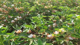 الذهب الأبيض يلمع في أرض الفيروز.. جنوب سيناء تحتفل بمحصول القطن طويل التيلة