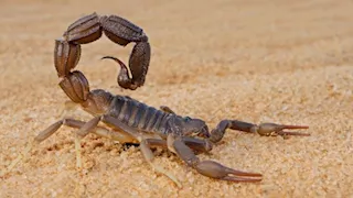 إصابة طفل ورجل.. عقارب الوادي الجديد تهاجم السكان بسبب الحر 