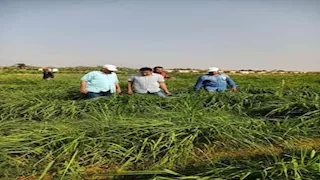 بحوث الصحراء تزرع محاصيل علفية تتحمل الملوحة بجنوب سيناء (صور)