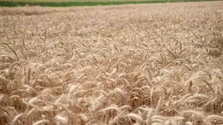 نشرة التوك شو| رفع التصنيف الائتماني لمصر وخطة لتحقيق الاكتفاء الذاتي من القمح