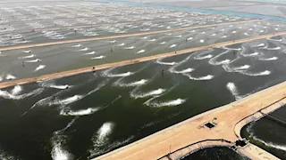  ارتفاع درجات الحرارة يهدد المزارع السمكية بخسائر كبيرة.. توقعات بنفوق 25%   