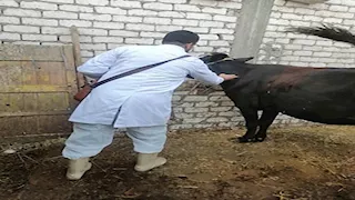 بالصور- تحصين 41 ألف رأس ماشية ضد الحمى القلاعية بالإسماعيلية