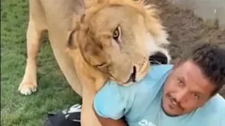 بعد واقعة العامل المصري.. هجمات مرعبة للأسود في ليبيا والسبب تربيتها بالمنازل - فيديو