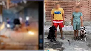 فيديو صادم | الداخلية تكشف تفاصيل مشاجرة "الكلاب الشرسة" في الإسكندرية