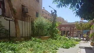 بسبب قطع الأشجار.. محافظ أسوان يوقع غرامة كبرى على فندق سياحي