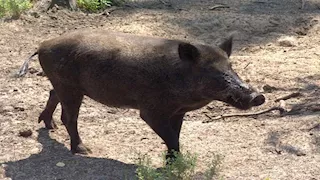 أكباد خنازير معدلة وراثيا تنجح في دعم وظائف الكبد لدى البشر.. دراسة تكشف