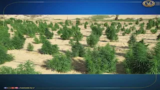 الداخلية تقتحم "حدائق الشيطان".. ضبط أطنان مخدرات بـ800 مليون جنيه في مزرعة بالإسماعيلية