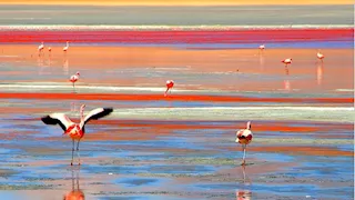 منها ما يحول الحيوانات إلى حجر.. تعرف على أغرب 15 بحيرة في العالم (صور)