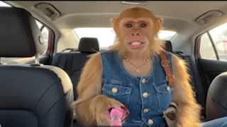 قردة تطبخ وتضع المكياج.. تريند جديد على "تيك توك" يثير جدلا 