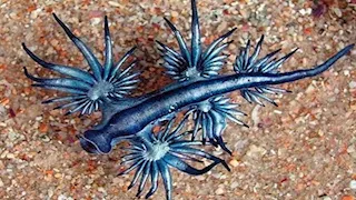 بعد ظهوره.. 10 صور ومعلومات عن التنين الأزرق الخطير