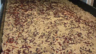 أمريكا تسجل أول حالة إصابة بشرية بدودة آكلة للحم