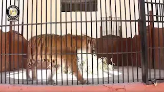 "تتغير بالكامل".. 15 صورة ترصد ما يحدث داخل حديقة الحيوان