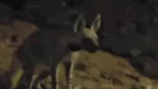 ضيف غامض في موقف الأتوبيس.. الضبع السيناوي يتجول ليلاً في شوارع بطابا- صور