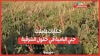 "يوميتنا 140 جنيه.. حكايات عاملات جني البامية في حقول الشرقية