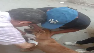 بالصور- تحصين الكلاب الحرة بشبين الكوم ضمن استراتيجية مصر خالية من السُعار