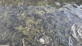 مصرع 4 أشخاص في بئر لتربية الأسماك بالفيوم