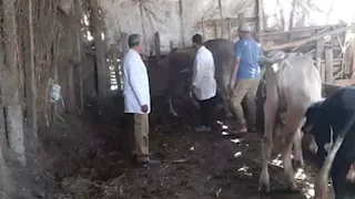 تحصين 183 ألف رأس ماشية بالمنوفية ضد الحمى القلاعية (صور)