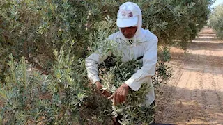 بعد عام من التراجع.. جنوب سيناء تشهد ارتفاع إنتاجية أشجار الزيتون (صور)