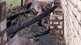 بسبب عقب سيجارة.. نفوق 4 رؤوس ماشية في حريق بالمنيا -صور