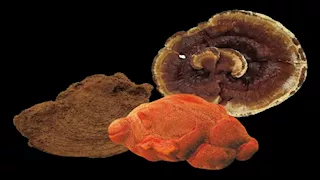 كنز طبي في فطر نادر.. اكتشاف مركبات قادرة على قتل الخلايا السرطانية