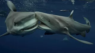 على بعد أمتار من المصطافين.. نزال عنيف بين قرش وسمكة "الراي اللاسعة" بفلوريدا (فيديو)