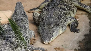 بعد تعرضها لمعاملة لا إنسانية.. إسرائيل تُعدِم تماسيح بطريقة القتل الرحيم 