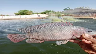 بطاقة 25 طنًا للدورة.. بدء حصاد مشروع الاستزراع السمكي بالوادي الجديد (صور)