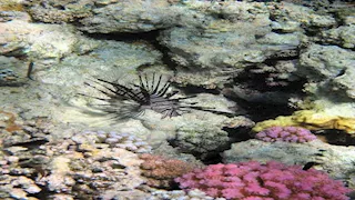 رأس محمد.. جوهرة بحرية فريدة في قلب سيناء وملاذ للحياة البرية (صور)