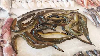 العشاء الأخير.. سر أكل "الحنشان" ليلة الدخلة في بورسعيد -صور