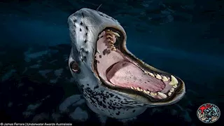 24 صورة فائزة في جوائز التصوير تحت الماء 2025 في أستراليا