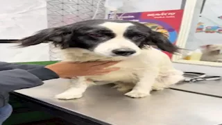  كلبة تمنع كارثة.. عضت فتيل ديناميت مشتعل وأنقذت عائلة (فيديو)