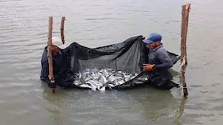 الفريق أسامة ربيع يتابع مستجدات نشاط الاستزراع السمكي ومعدلات الإنتاج