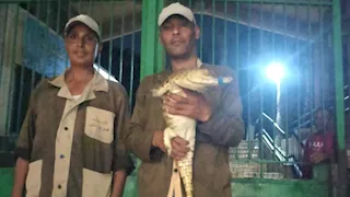 صور.. العثور على تمساح في الإسكندرية وتحرك عاجل من البيئة 