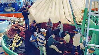 خليج السويس يستقبل 82 مركب "شانشولا" بموسم الصيد الجديد (صور)