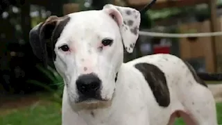 ذهبت لزيارة صديقتها فعادت جثة هامدة.. كلب ينهي حياة مراهقة