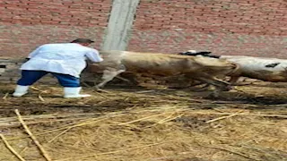 مرض خطير يهاجم الماشية.. تحرك عاجل من الطب البيطري في الدقهلية (صور)