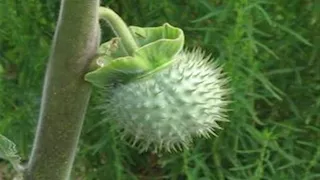 انتشر في بريطانيا.. تحذير من نبات "بوق الشيطان" القاتل