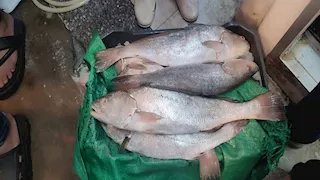 بالصور- ضبط أسماك مجمدة فاسدة داخل السوق الحضاري بورسعيد