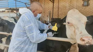 بيطري الإسماعيلية يكشف جهود الحفاظ على الثروة الحيوانية بالمحافظة (صور)