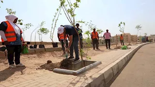 بالصور- محافظ أسوان يطلق حملة تشجير طريق السادات لحماية المواطنين من أشعة الشمس