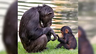 قرار غريب.. حديقة حيوان تمنع الزوار من مشاهدة فيديو مع الشمبانزي لهذا السبب