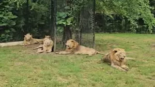 أمام أعين الزوار.. أسود تهاجم حارس حديقة حيوانات وتنهي حياته