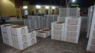 الوادي الجديد تنشئ غرفة تعقيم بمجمع التمور