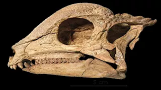 اكتشاف صغار ديناصورات برؤوس مقببة في منغوليا 