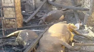 حريق يلتهم مزرعة مواشى فى إحدى قرى الفيوم