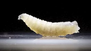 "تلتهم اللحم الحي".. تفاصيل أول إصابة بداء الدودة الحلزونية في أميركا