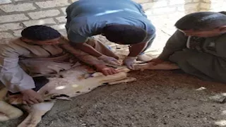 بالصور - حملات بيطرية شاملة بالوادي الجديد لفحص وتحصين الثروة الحيوانية