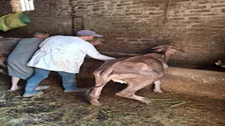 الدقهلية تحصّن أكثر من 204 آلاف رأس ماشية ضد الحمى القلاعية (صور)