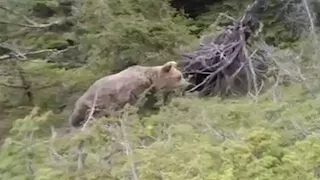 فيديو مرعب.. اللحظات الأخيرة لرجل هاجمه دب وهذا ما حدث له