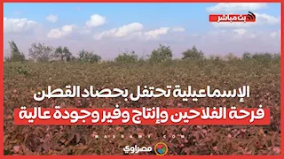 الإسماعيلية تحتفل بحصاد القطن.. فرحة الفلاحين وإنتاج وفير وجودة عالية